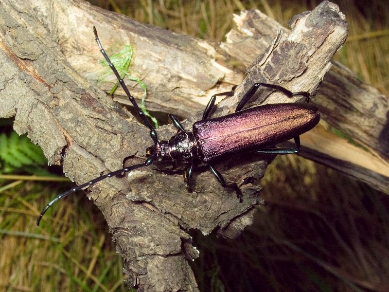 Aromia moschata (Linnaeus, 1758)